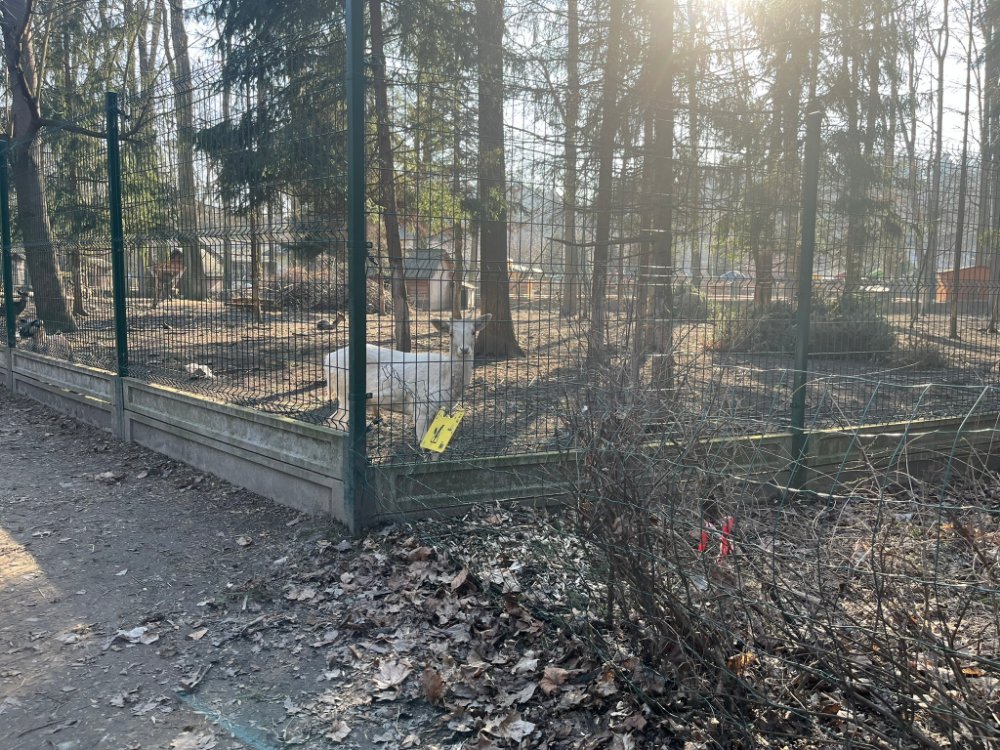 Ogrodzony metalową siatką wybieg mini zoo w Parku Zamkowym w Żywcu wśród drzew
