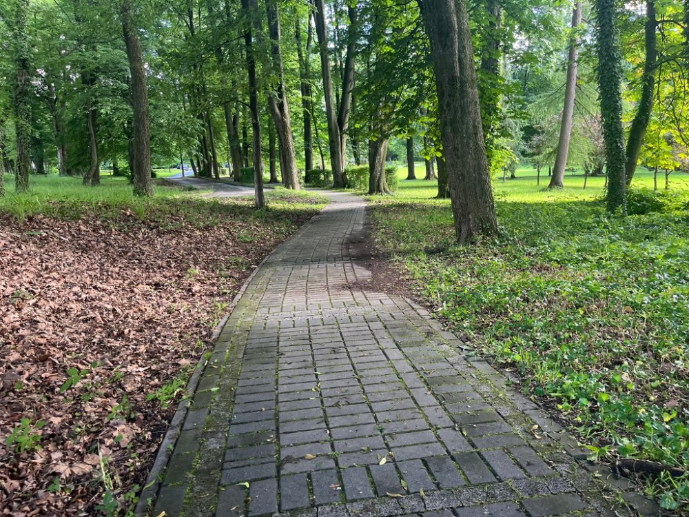 Wąska alejka z kostki zwężająca się wśród drzew, spoiny zarośnięte mchem, po bokach opadłe liście.