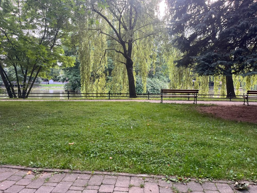 Staw z wierzbami płaczącymi za metalowym płotkiem, trawnik i ławka nad brzegiem.