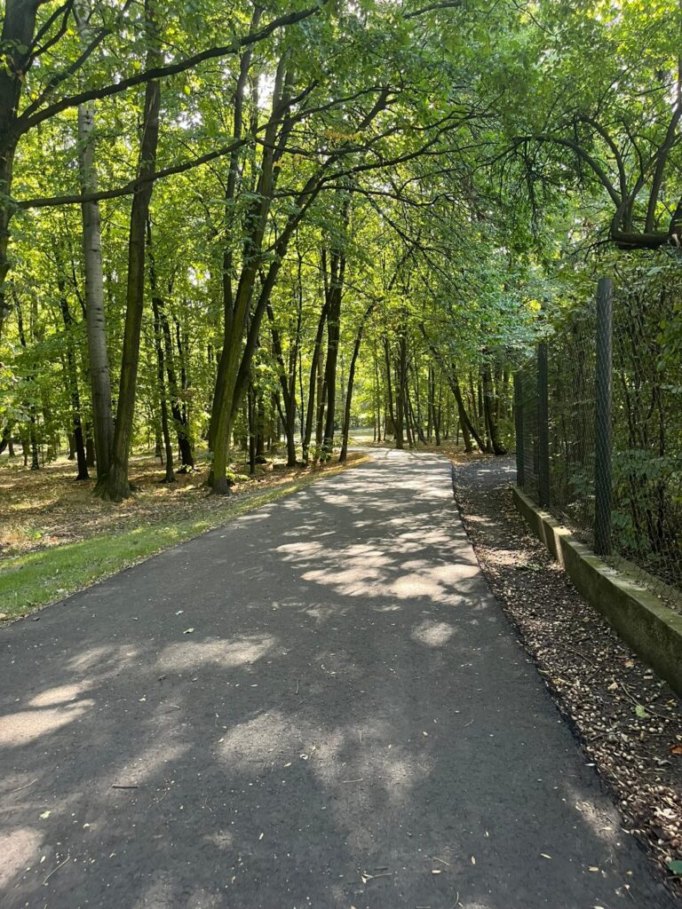 Szeroka asfaltowa aleja o gładkiej nawierzchni, biegnąca lasem wzdłuż metalowego ogrodzenia.