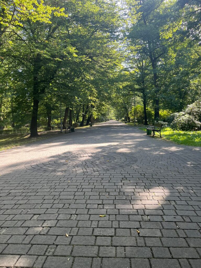 Szeroka, równa aleja z kostki brukowej z ławkami po obu stronach, pod okapem starych drzew.