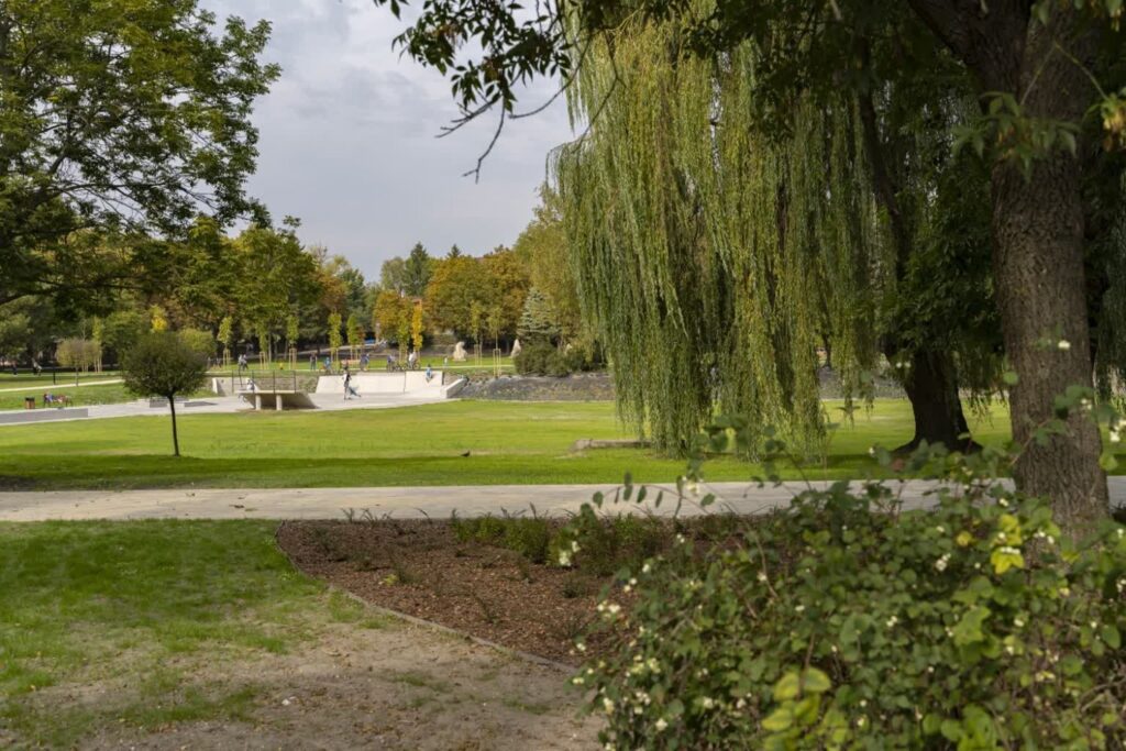 Rozległy trawnik pod wierzbami płaczącymi, przecięty alejką z kostki, w tle skatepark i młode drzewa.