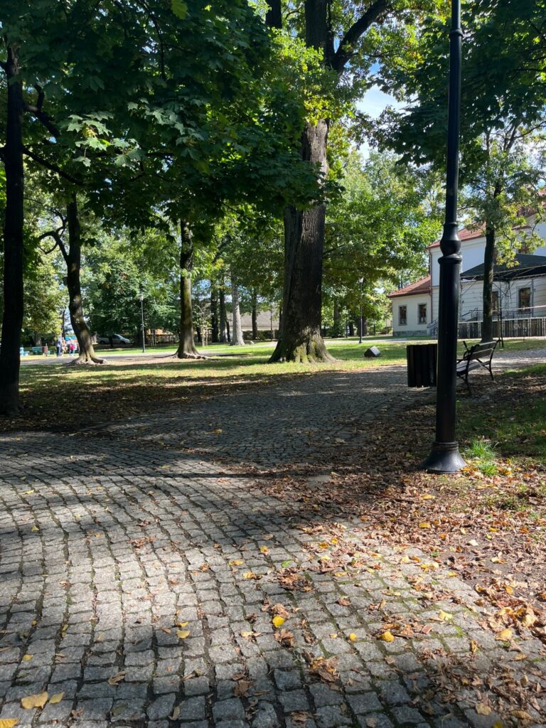 Alejka z kostki granitowej w cieniu starych drzew, przy niej latarnia, ławka i kosz.