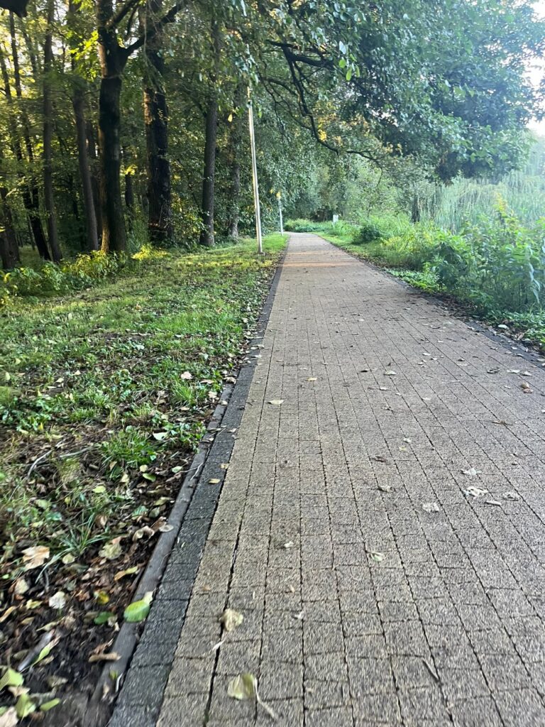 Prosta alejka z jasnej kostki z obrzeżem, z jednej strony drzewa, z drugiej trzciny, przy niej latarnie.