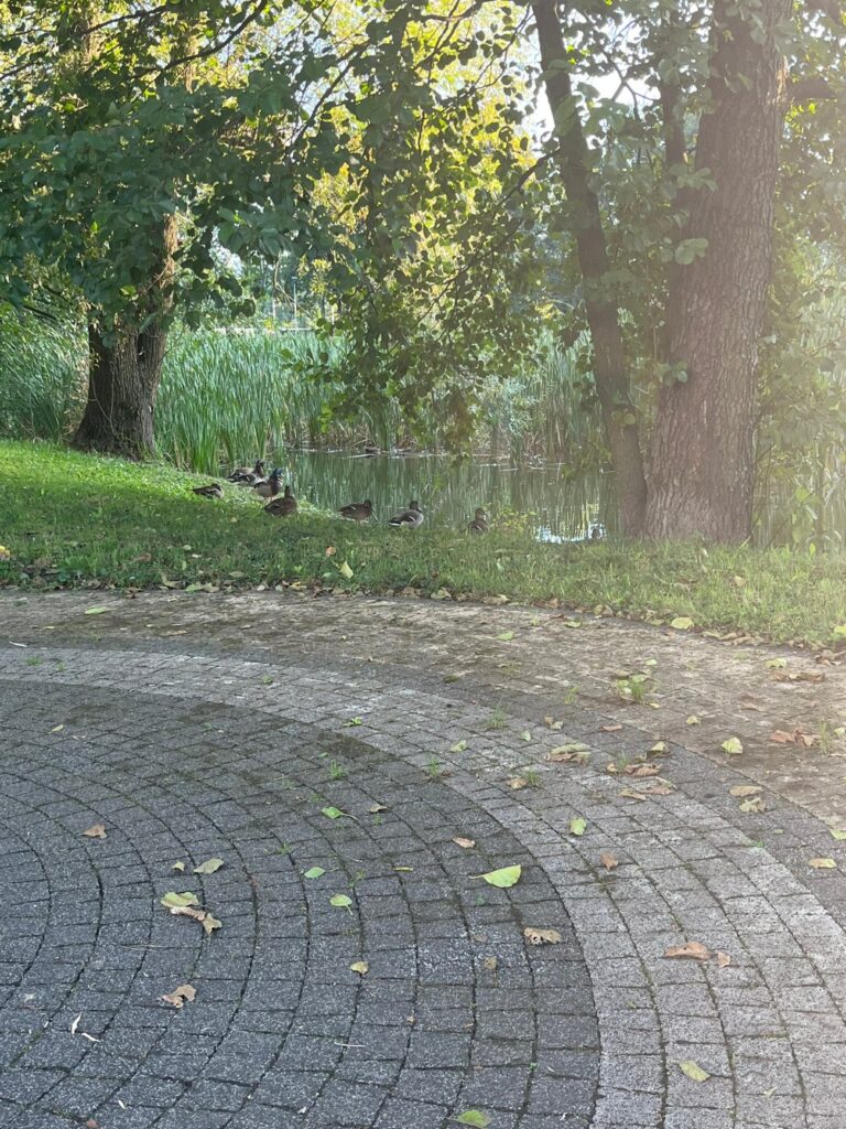 Kaczki na trawiastym brzegu stawu pod starymi drzewami, za nimi trzciny.