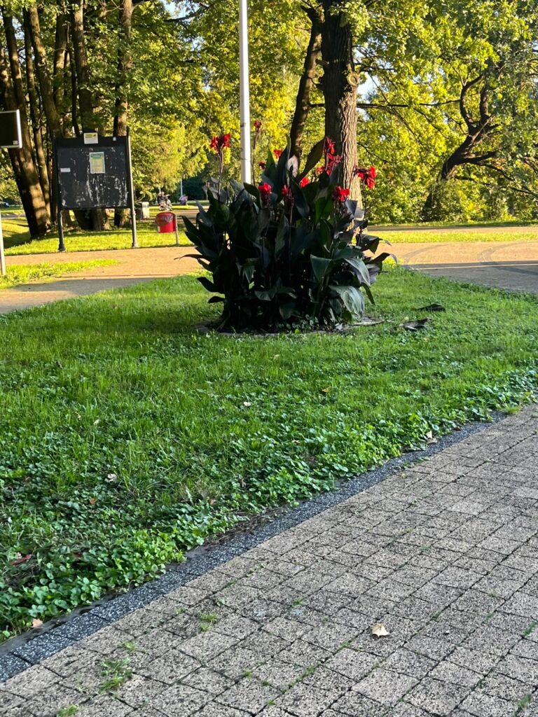Kwitnąca rabata na trawniku, za nią tablica informacyjna i alejka z kostki.